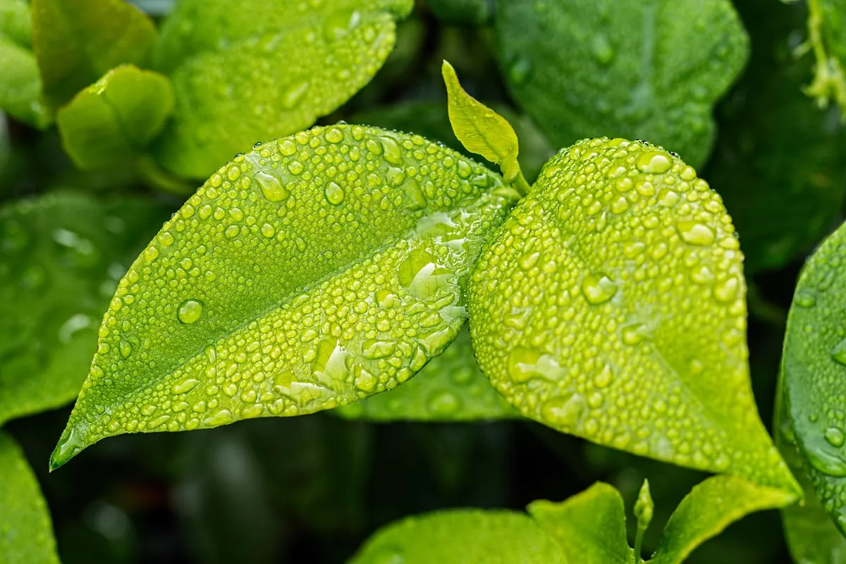 A Month-by-Month Spring Checklist for UK Vegetable Beds