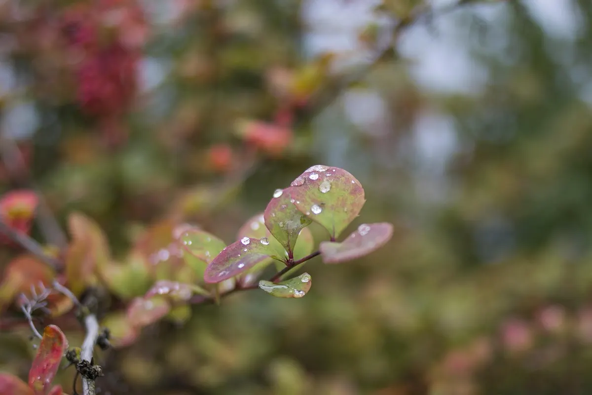 What to Do in Your Garden in a Wet British Autumn